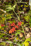 Trumpet honeysuckle